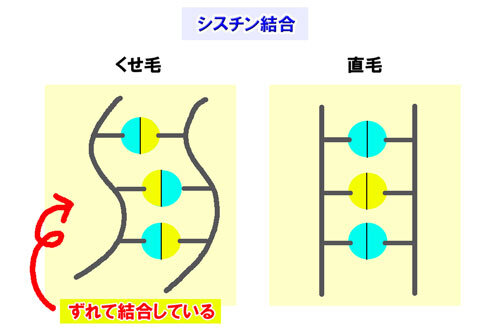 くせ毛の仕組み図