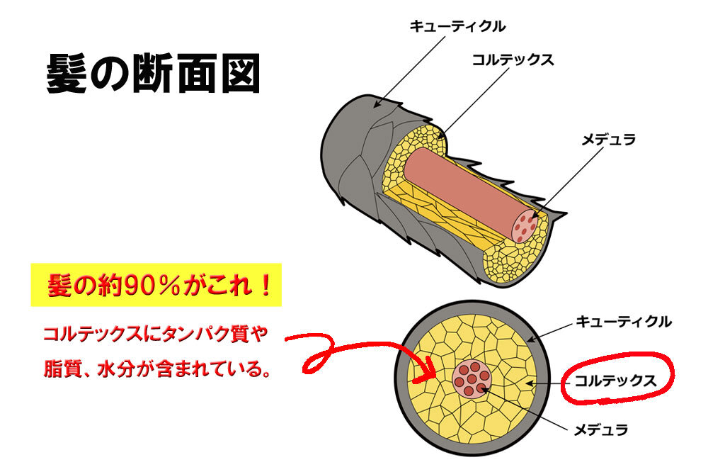 髪の構造
