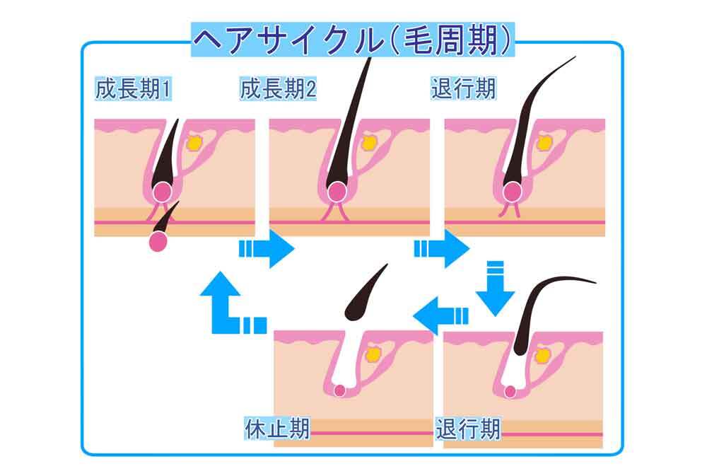 ヘアサイクル