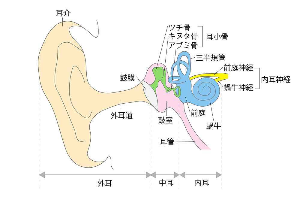 耳の構造