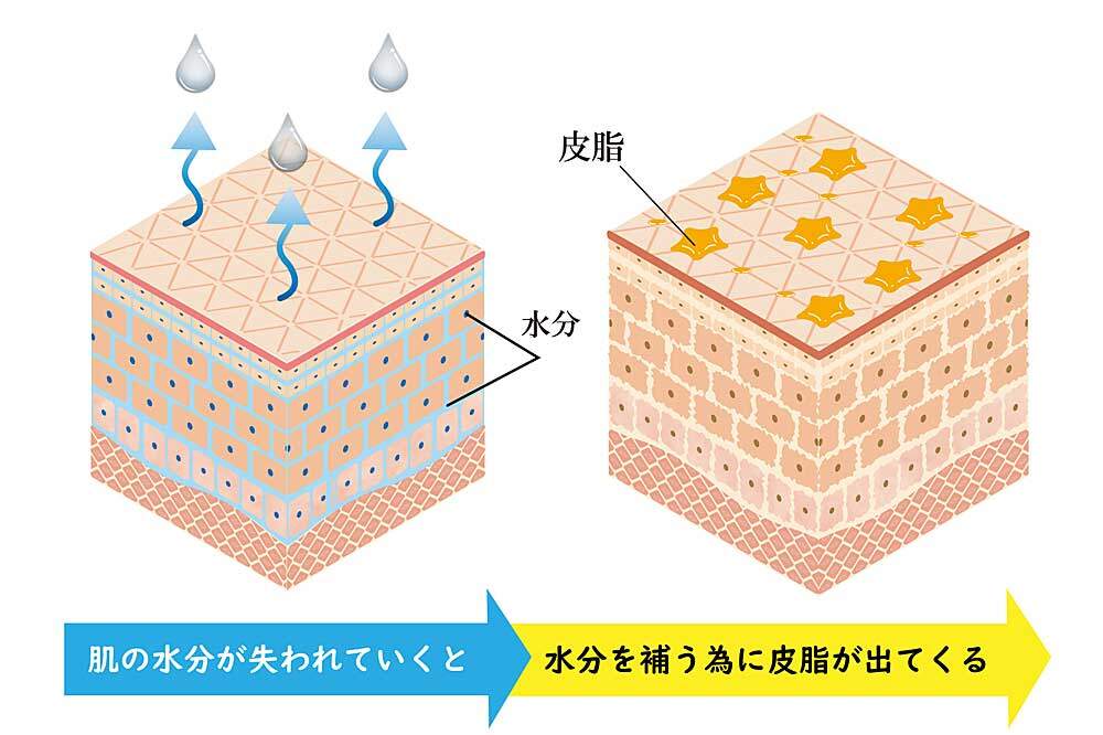 肌の乾燥と皮脂の関係